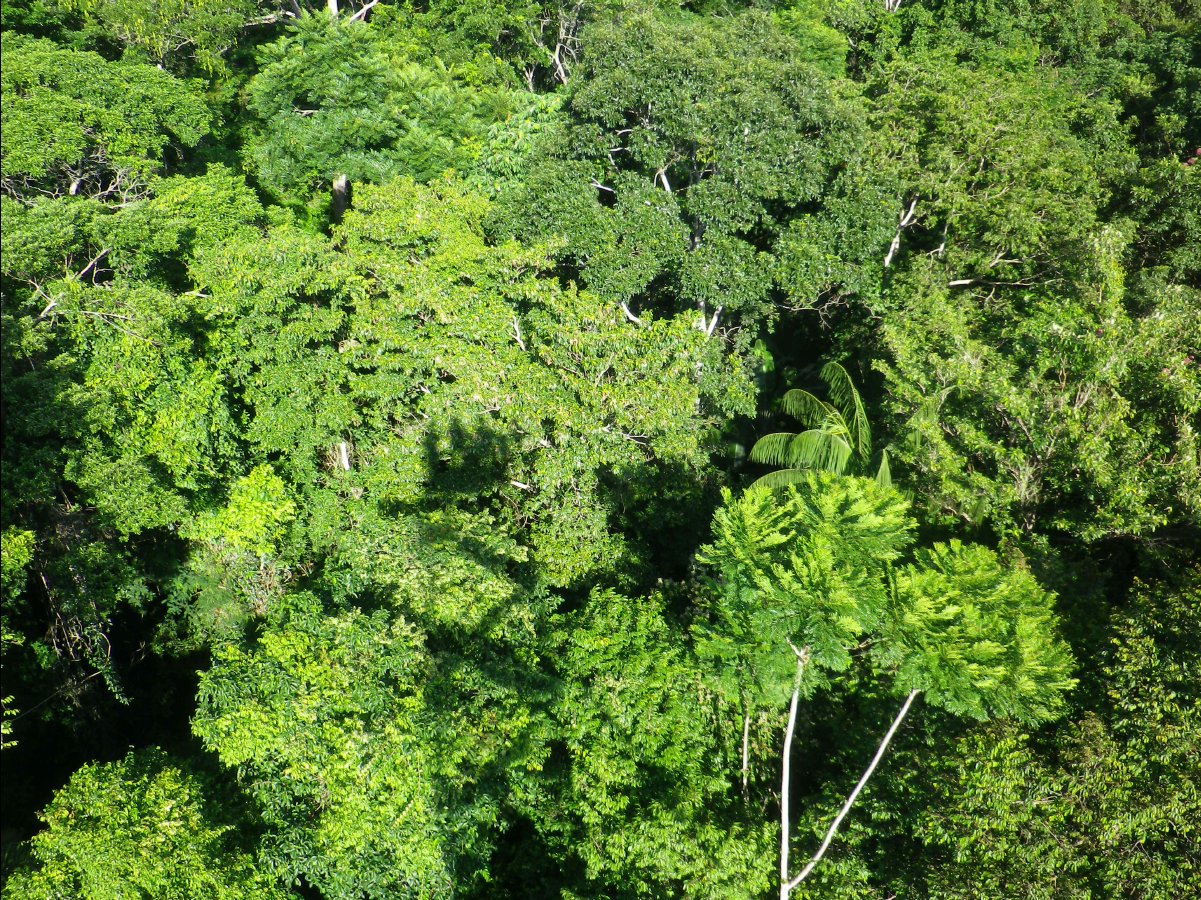 Canopy Tower08